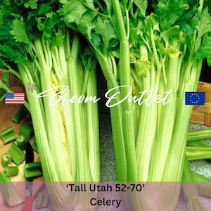 May include: A bunch of green celery stalks with the text 'Tall Utah 52-70' Celery'.