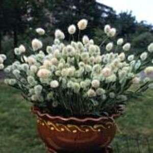 100 Bunny Tails Ornamental Grass Seeds *Hare's Tail* Self Seeds*Cut/Dried flowers*Can be Dyed for Crafts*Lagurus ovatus Annual Garden Seeds*