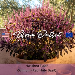 Op de afbeelding: Een 'Krishna Tulsi'-plant, ook bekend als Rode Heilige Basilicum, in een terracotta pot. De plant heeft paarse bloemaren en donkergroene bladeren. De tekst "Bloom Outlet" is inbegrepen.