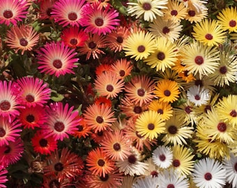 100 graines de fleurs * Iceplant Mix * Ice plant * Livingstone Daisy * Dorotheanthus bellidiformis * Saatgut * Rocailles * LIVRAISON FORFAITAIRE