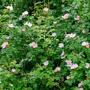 Wild Climber Roses 50/200 Fragrant Wild Climbing Rose Seeds*rosa Canina*heiderose*hunds ...