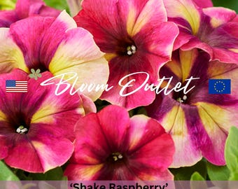 Petunia Seeds – SHAKE RASPBERRY, 2025 AAS Winner, Unique Flower Color for Your Garden! Red Carmine Rose and Lemon Lime Colors, Pelleted