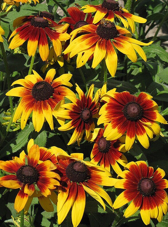 Rudbeckia seeds - Etsy 日本