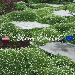 247/1235 IRISH MOSS Seeds Pearlwort Flower Garden Seeds Ground Cover Seeds Perennial Plants Sagina subulata