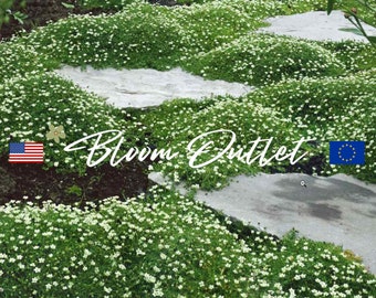247/1235 Irish Moos Samen Perlkraut Blumen Gartensamen Bodendecker Samen mehrjährige Pflanzen Sagina subulata