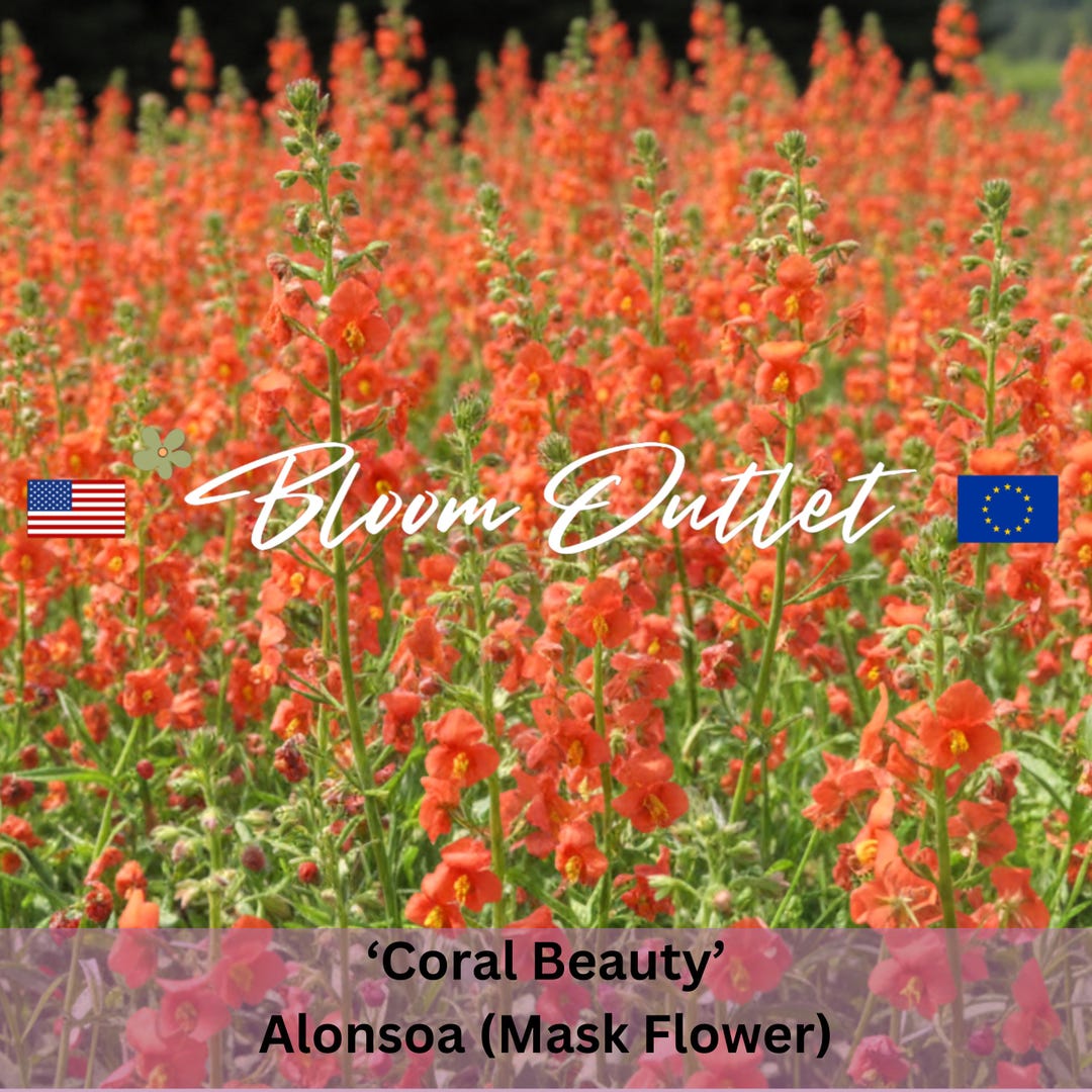 100 Coral Beauty Mask Flower Seeds – Alonsoa Meridionalis, Heirloom ...
