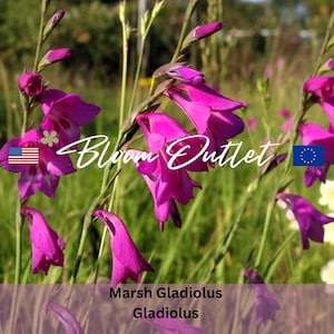 Può includere: Primo piano di vibranti fiori di gladiolo di palude rosa in un ambiente naturale. L'immagine presenta più fiori con un logo prominente e il testo "Bloom Outlet". I fiori sono in piena fioritura, mostrando i loro delicati petali e il loro ricco colore.