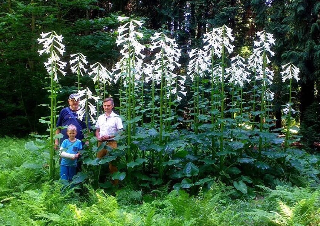 20/50 Great Himalayan Lily Garden Seeds*enormous 8 in Flowers*up