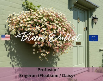 Semillas de Erigeron karvinskianus - PROFUSION - A GRANEL – 1000 Semillas de Margarita de Santa Bárbara – Florece el primer año – No requiere frío