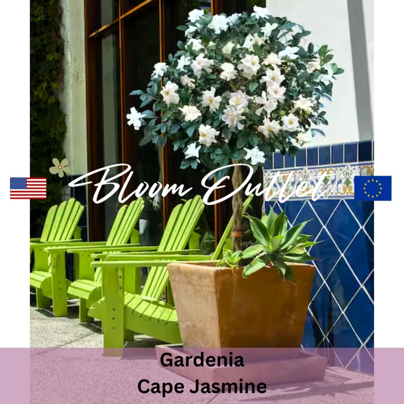 Puede incluir: Una planta de Gardenia Cape Jasmine blanca en una maceta marr&oacute;n con una planta de agave verde en el fondo. La planta est&aacute; delante de una pared de azulejos azules y blancos. El texto "Bloom Outlet" es visible en la imagen.