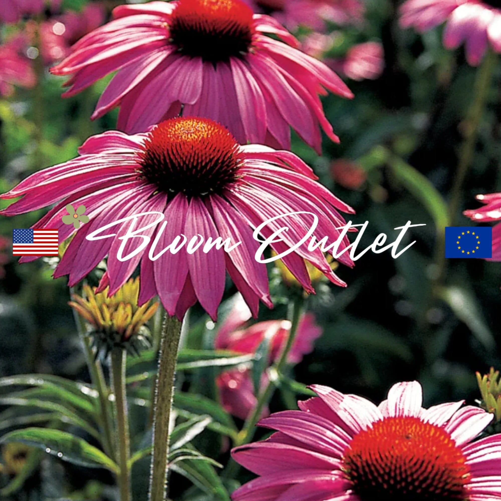 25 Echinacea Primadonna Gartensamen*Große 12-15 cm Blumen*Sonnenhut*Echinacea purpurea*Getrocknete Blumen