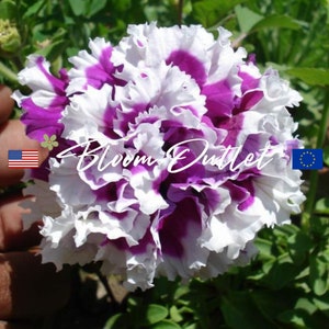 25 Petunia Double Purple Pirouette Garden Seeds*AAS Winner*Fully Double Ruffled Purple 3-4 in/7-10cm Flowers/White Edges*Container Plants*