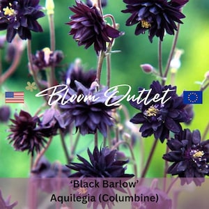 50 Akelei Birken*Akelei*Aquilegia vulgaris*Staudengartensamen*Gefüllte Akelei*Akelei*flache Akelei