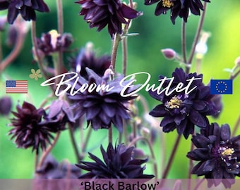 50 Columbine Black Barlow*Granny's Bonnet*Double pompom 2 in. flowers*Aquilegia vulgaris*Perennial Garden Seeds*Gefüllte Akelei*FLAT SHIP