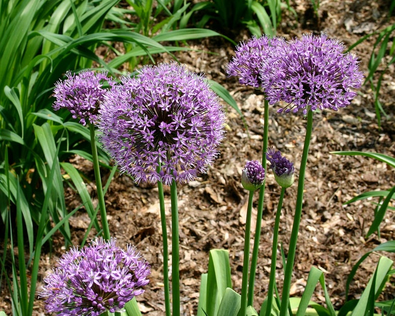 25 Allium Ornamental Onion SeedsAllium aflatunense/hollandicumPersian OnionLarge Purple/Pink FlowersShowy Perennial PlantFLAT RATE SHIP image 3