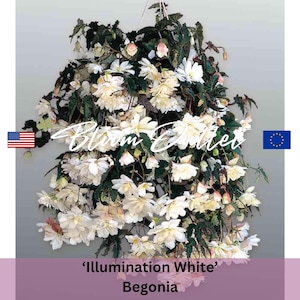 ベゴニア種子 イルミネーションホワイト – 美しい白いベゴニア、育てやすい、日陰に強い、庭やコンテナに最適、ペレット化
