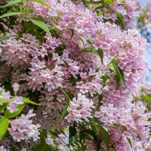 50/200 Kolkwitzia Beauty Strauch Samen*Beautybusch*Kolkwitzia amabilis*100% rosa Blüten mit gelbem Blüten*