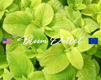 50 Coleus Wizard Golden Plant Seeds*Houseplants*Indoor/Outdoor Flowers*Shade Gardens*Container Plantings*Low Maintenance*Solenostemon