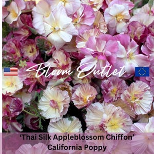 May include: A close-up of a cluster of 'Thai Silk Appleblossom Chiffon' California Poppy flowers. The flowers are a mix of white, pink, and magenta, with yellow centers. The text "Bloom Outlet" is displayed across the top.