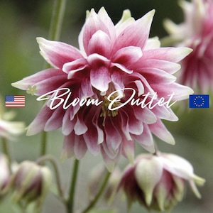 DOUBLE Columbine Seeds - NORA BARLOW, Aquilegia, Pink Perennial Flowers, Shade Gardening Plant Seeds