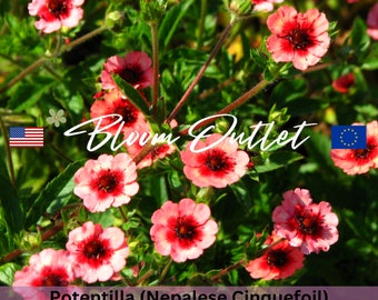 Potentilla Roxana Nepalese Cinquefoil Flower Garden Seeds Plant 200 Seeds Samen Semi Graines