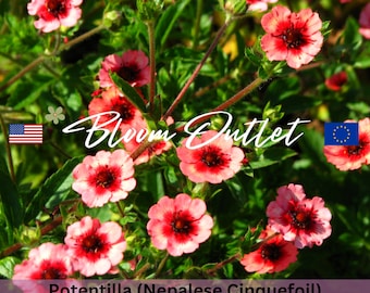 Potentilla Roxana Nepalese Cinquefoil Flower Garden Seeds Plant 200 Seeds Samen Semi Graines