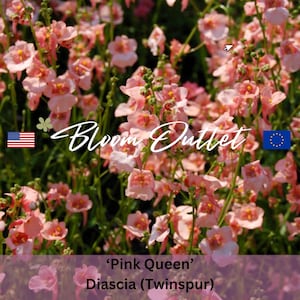 Puede incluir: Primer plano de un grupo de flores rosas 'Pink Queen' Diascia (Twinspur). Las flores tienen un delicado tono rosa suave con un centro rosa más oscuro. La imagen incluye el texto "Bloom Outlet" y el texto "'Pink Queen' Diascia (Twinspur)".
