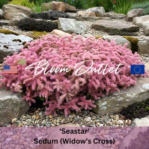Puede incluir: Primer plano de una planta 'Seastar' Sedum (Cruz de Viuda) con flores rosas. La planta está rodeada de rocas y guijarros. El texto "Bloom Outlet" y una bandera de la UE también están presentes.