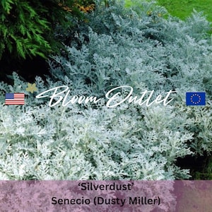Dusty Miller SILVERDUST Samen, Silberblattpflanze, Senecio cineraria Samen für Gartenränder, Container, Bodenbedeckung, einfach zu züchten