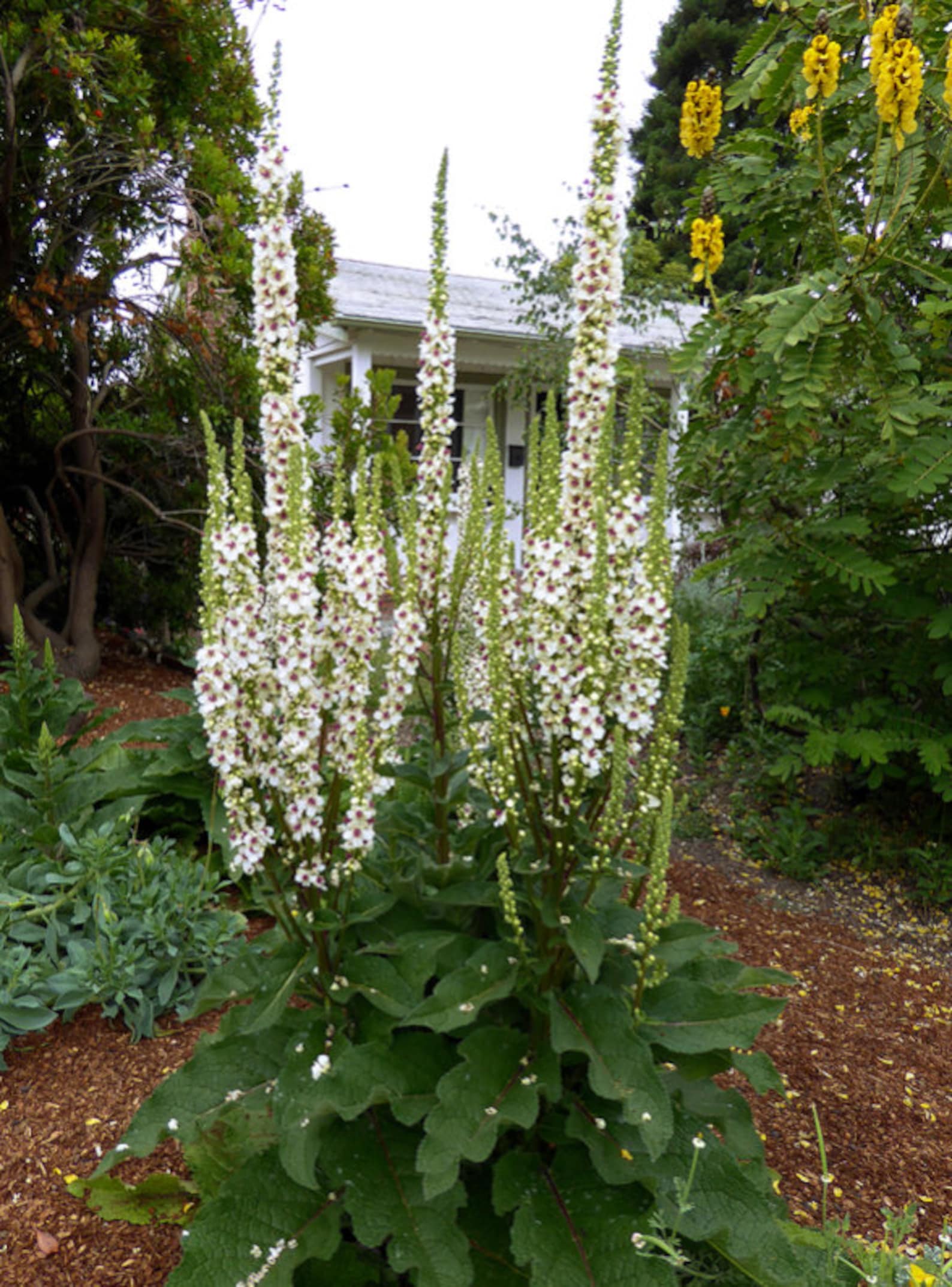 100/500 Verbascum Wedding Candles Seeds*milkshake*nettle Leaved Mullein ...