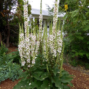 100/500 Verbascum Wedding Candles SeedsMilkshakeNettle leaved Mullein Plant SeedsVerbascum chaixii f. albumWhite/Purple/Orange Flower image 3