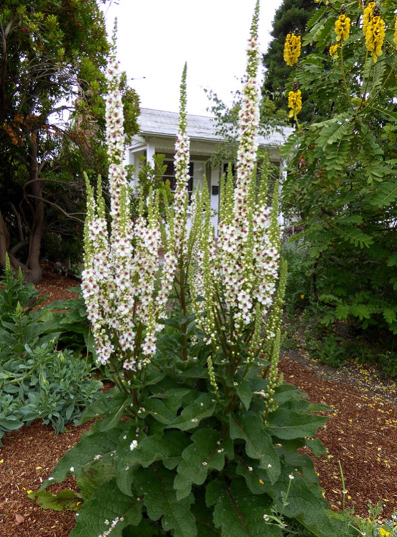 100/500 Verbascum Wedding Candles SeedsMilkshakeNettle leaved Mullein Plant SeedsVerbascum chaixii f. albumWhite/Purple/Orange Flower image 3