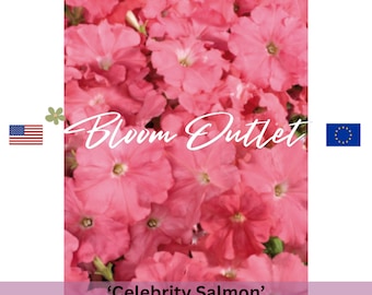 50 Petunia Seeds CELEBRITY SALMON Flower Garden Plant Seeds Extremely Rain Tolerant Petuniensamen