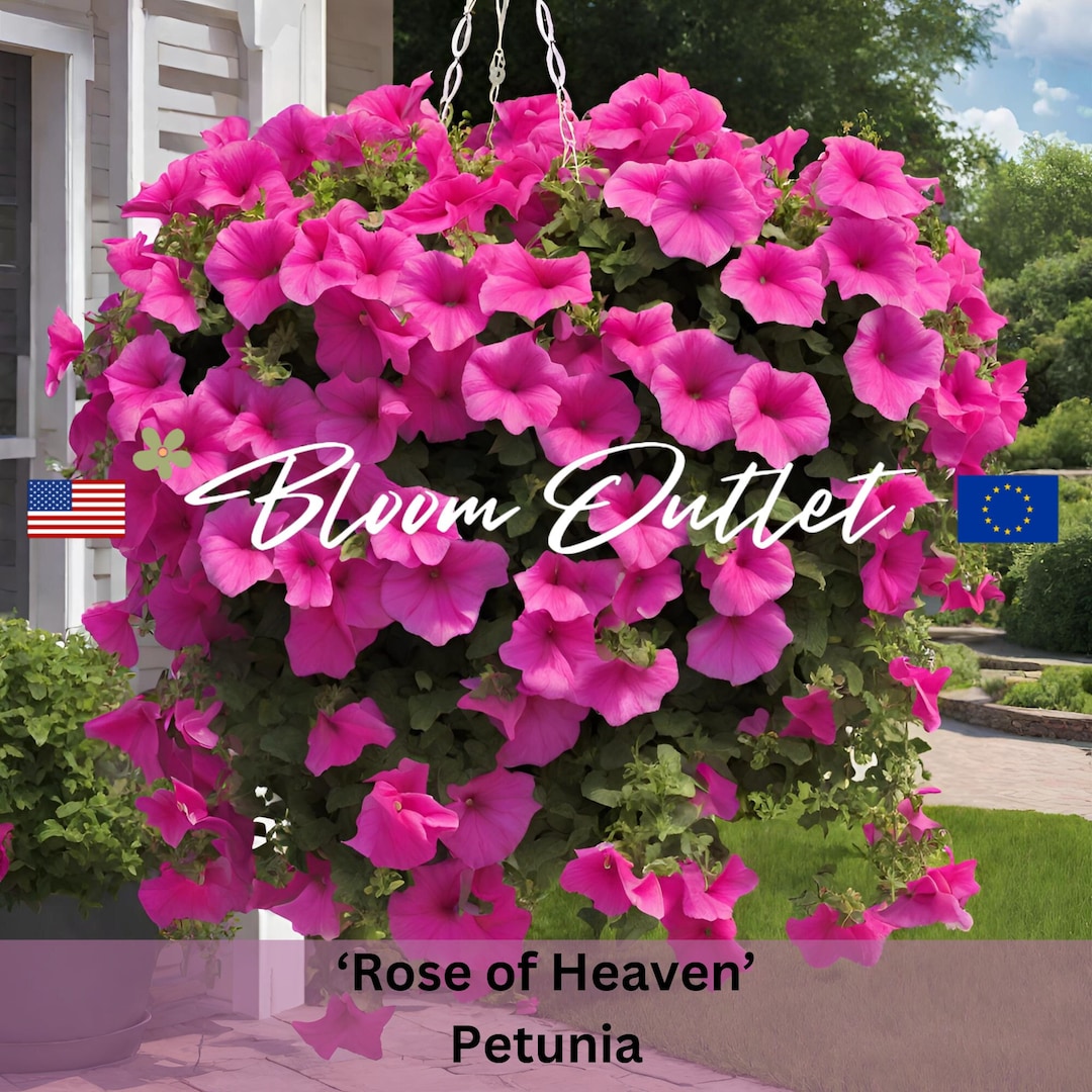 Petunia Seeds ROSE OF HEAVEN Bright Rose Pink Flowers Heirloom Garden ...
