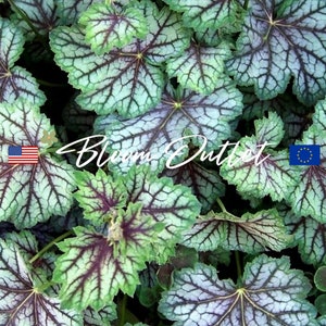 100/500 Heuchera Dale&#39;s Strain Coral Bells Seeds*Alum Root*Perennial Groundcover Plant*Silver Mottled Foliage*Heuchera americana*FLAT SHIP