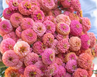50 semillas de zinnia Oklahoma Salmon para plantar * Cultivadas para flores cortadas * Flores dobles a semidobles * Zinnia elegans Zinnie Samen