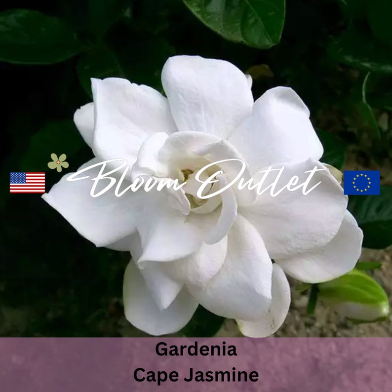 Gardenia Seeds Cape Jasmine Cape Jessamine Very Fragrant White Flowers Shrubs Houseplant Hedge Evergreen Perennial, garden, flower garden, rare seeds,  flower plants, flower seeds for planting, garden seeds free shipping, garden seeds for planting