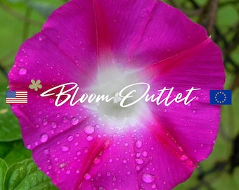 25/150/600 semi di Morning Glory Crimson Rambler*Ipomoea purpurea*Fiori magenta brillante*Giardinaggio orizzontale*Pianta tappezzante*SPEDIZIONE A TARIFFA FORFETTARIA