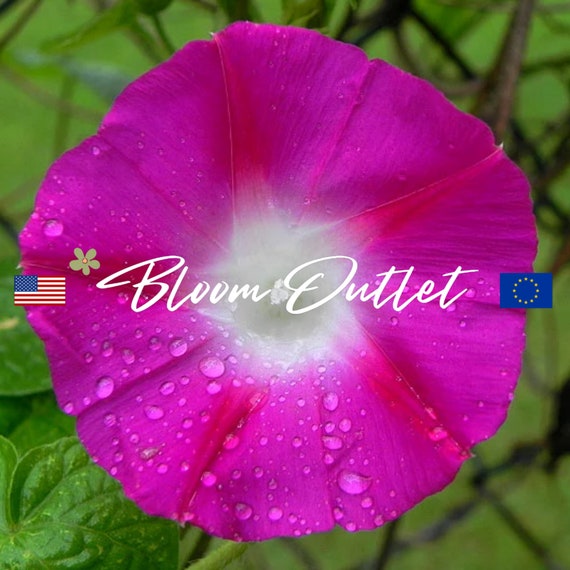 25/150/600 Morning Glory Crimson Rambler Seeds*Ipomoea purpurea*Bright Magenta Flowers*Horizontal Gardening*Groundcover Plant*FLAT RATE SHIP