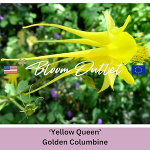 Denver Golden Columbine Seeds &#39;YELLOW QUEEN&#39;, Aquilegia chrysantha, Large Yellow Flowers, Ideal for Gardening Planting, Pollinator Friendly