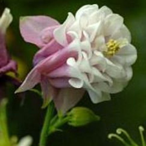 50 European Columbine 'Pink Petticoat'*Double Pink & White Granny's Bonnet*Aquilegia vulgaris*Garden Flower Seeds*Akelei*FLAT RATE SHIP