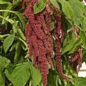 May include: A close-up of a plant with long, red, feathery flower clusters. The plant has green leaves and is growing in a garden.