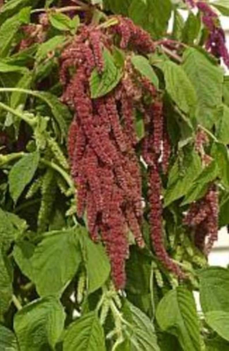May include: A close-up of a plant with long, red, feathery flower clusters. The plant has green leaves and is growing in a garden.