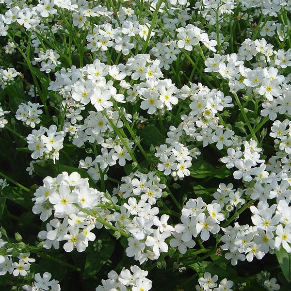 50 Snowsylva Flower Seeds*Forget Me Not*Myosotis sylvatica*Low Maintenance*Self Seeds*Wald-Vergissmeinnicht*Saatgut Samen*FLAT RATE SHIPPING