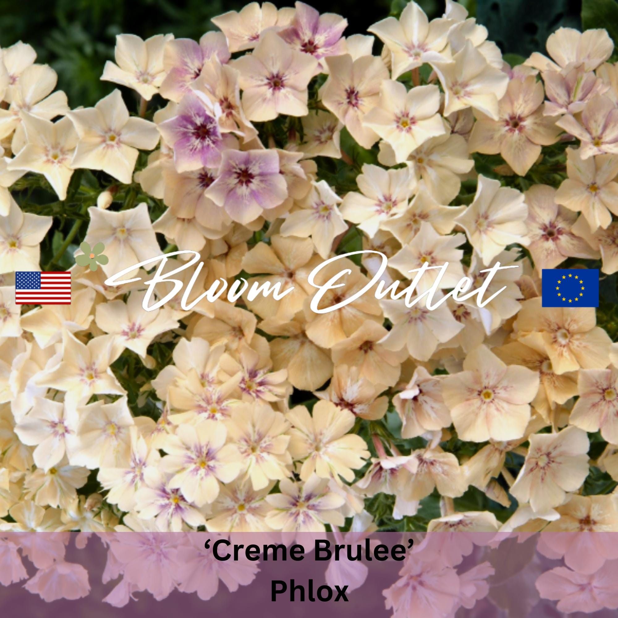Phlox Seeds CREME BRULEE, Candy Fragrance, Perfect for Bouquets, Cut flowers, Easy to Grow Annual, Planting and Gardening Seeds