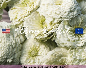 Semillas de Zinnia Doble - BENARY'S GIANT WHITE Semillas de Jardín, Semillas de Flores, Semillas para Plantar, Semillas para Jardinería, Jardines de Flores Cortadas Anuales