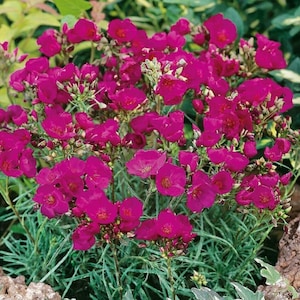 May include: A cluster of vibrant magenta flowers with green foliage. The flowers are in full bloom and create a dense, colorful display.