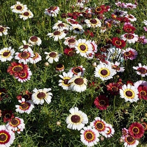 25/100/500 Daisy Rainbow Mix Flower Seeds*Tricolored Painted Daisy*4 inch Flowers*Chrysanthemum carinatum*Bunte Margerite Mischung*FLAT SHIP