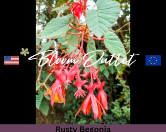 Blooms625 ベゴニア ルージュ バリエガタ ベゴニア ベゴニアの種子 30