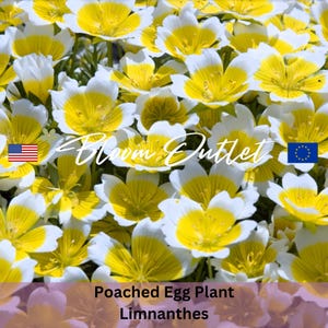 Puede incluir: Primer plano de flores de Limnanthes, también conocidas como Poached Egg Plant, con pétalos blancos y centros amarillos brillantes. La imagen incluye el texto "Bloom Outlet" y la bandera estadounidense.